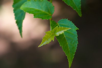 Acer davidii ssp. Grosseri - javor Davidův hrubý - list rašící